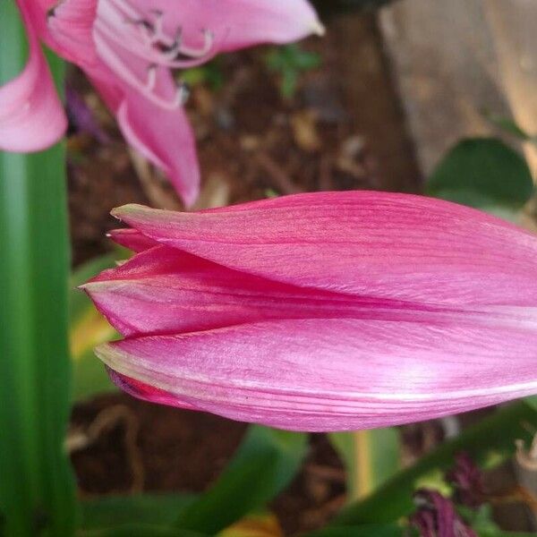 Crinum bulbispermum Fleur