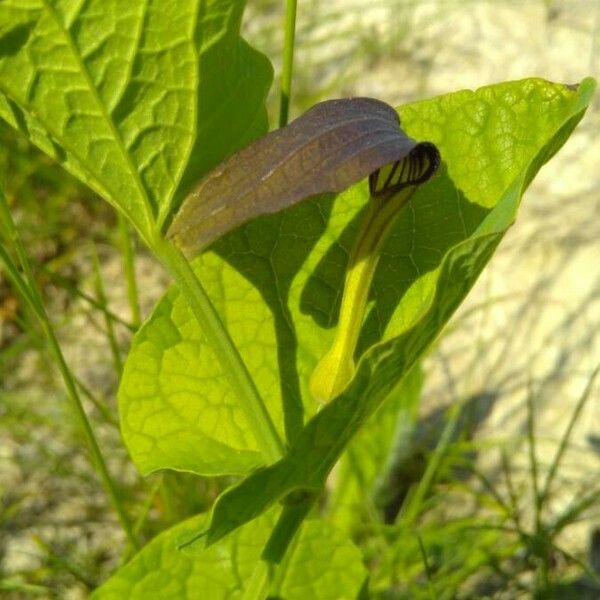 Aristolochia rotunda 花