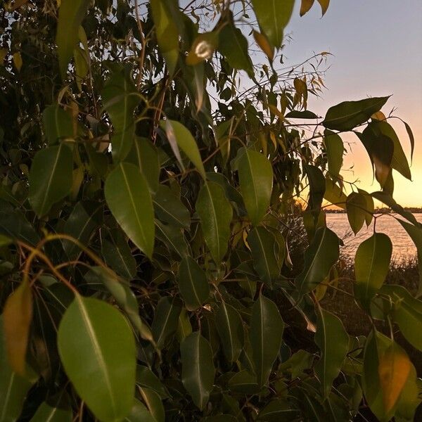 Eucalyptus robusta 叶