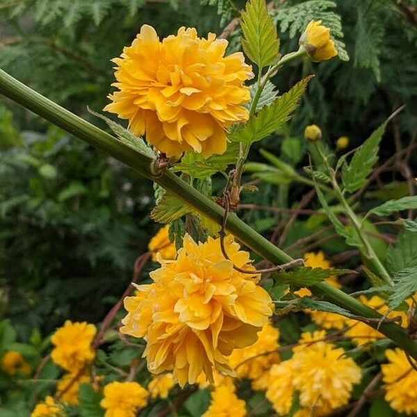 Kerria japonica ᱵᱟᱦᱟ