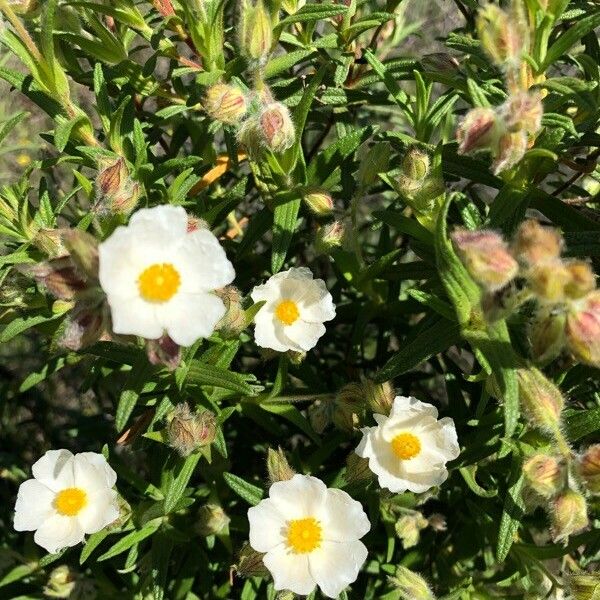 Cistus monspeliensis Fleur