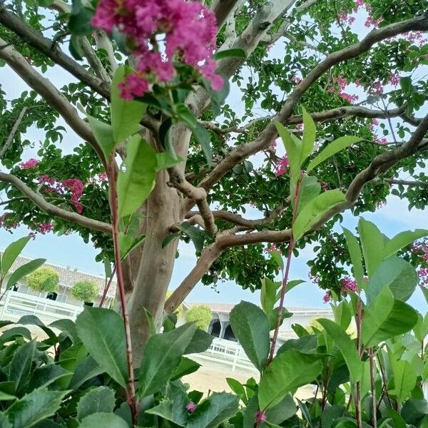 Lagerstroemia indica خشب