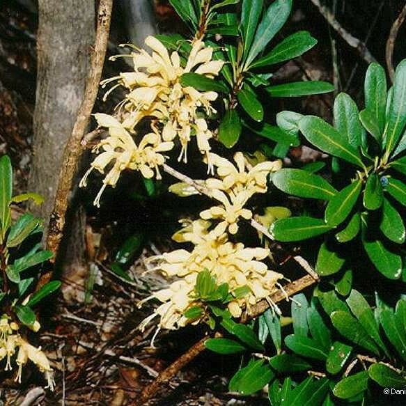 Oxera gmelinoides Цветок