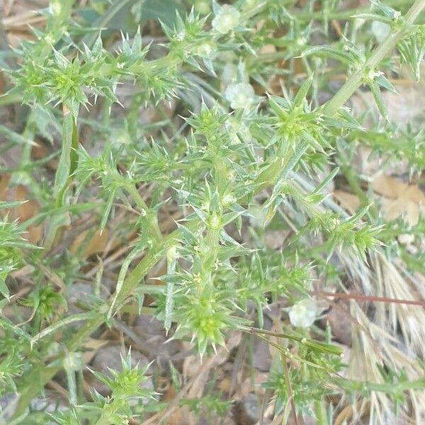 Salsola tragus عادت