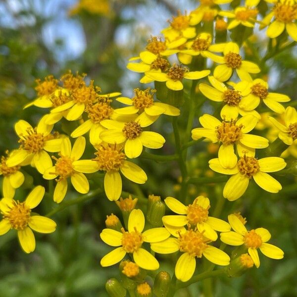 Senecio angulatus Blomst