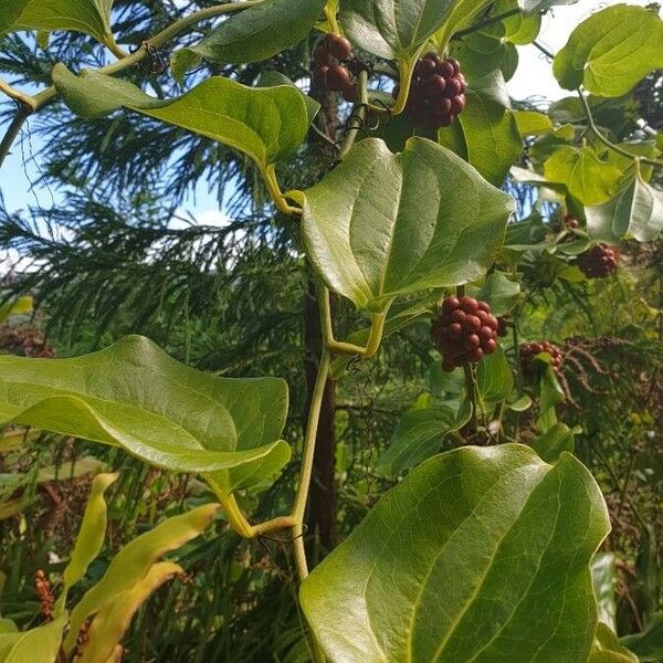 Smilax rotundifolia ᱛᱟᱦᱮᱸ