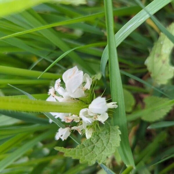 Lamium album Flor