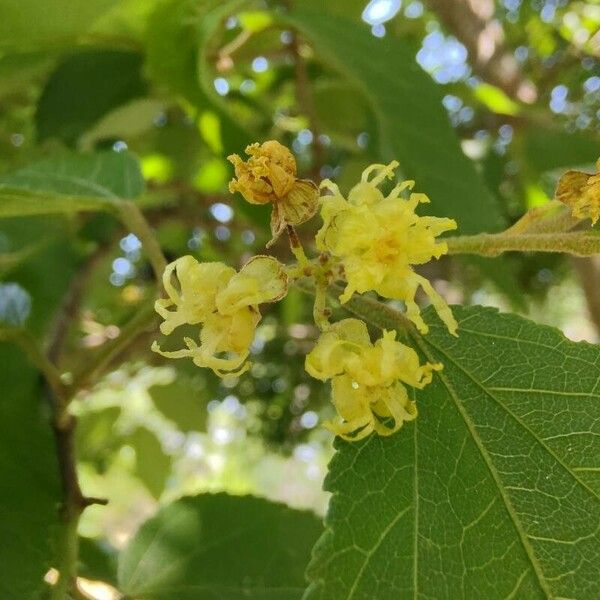 Guazuma ulmifolia Квітка