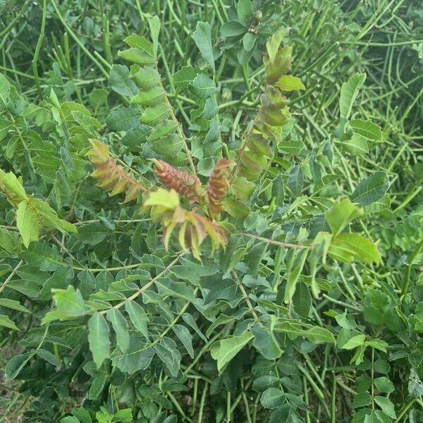 Sclerocarya birrea Leaf