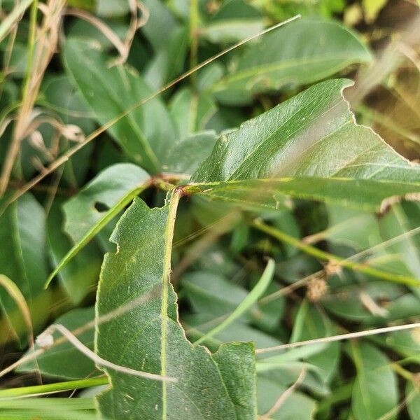 Zanthoxylum chalybeum Hostoa