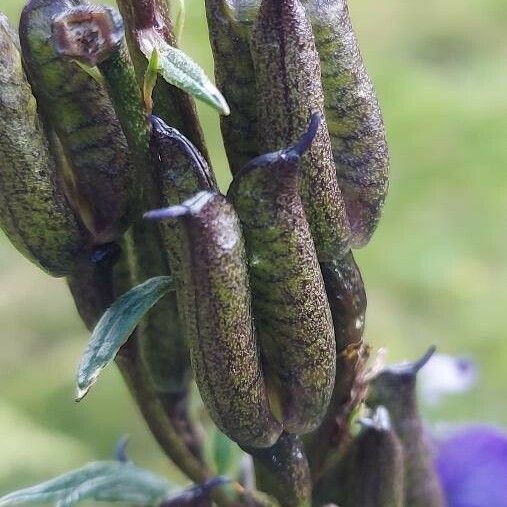 Aconitum napellus Fruit