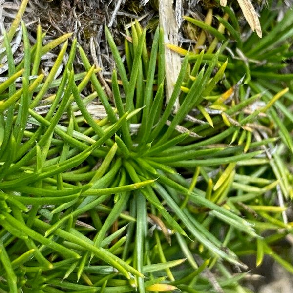 Werneria caespitosa 叶