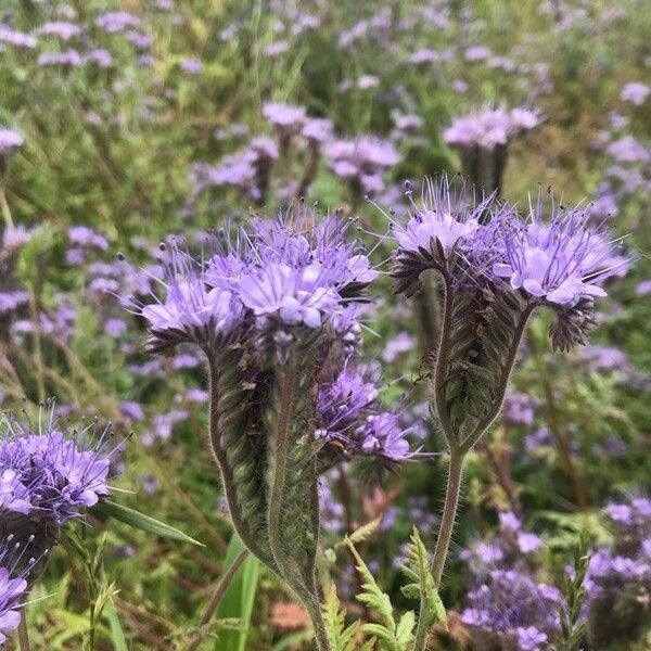 Phacelia tanacetifolia Kvet