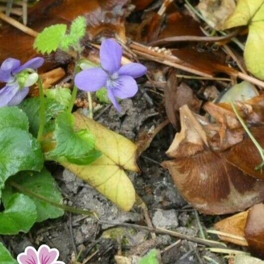 Viola riviniana Blüte