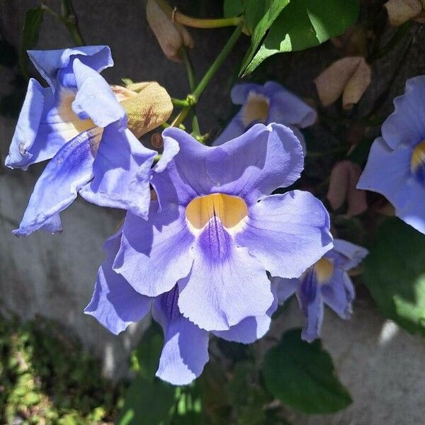 Thunbergia grandiflora 花