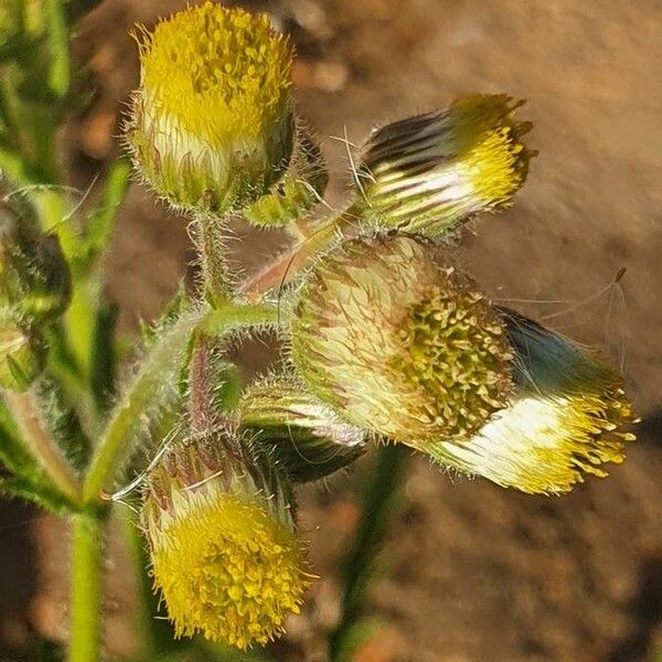 Nidorella aegyptiaca 花