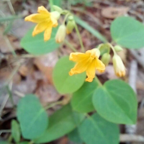 Oxalis frutescens Kvet