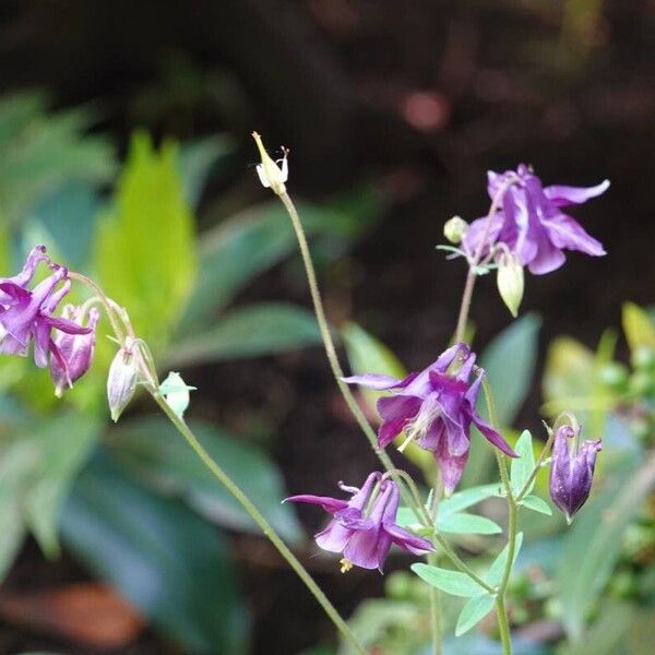 Aquilegia atrata Habitatea