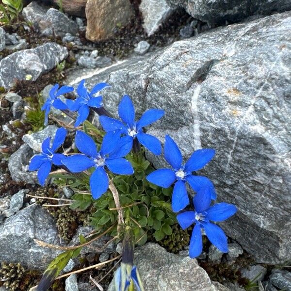 Gentiana brachyphylla Flower