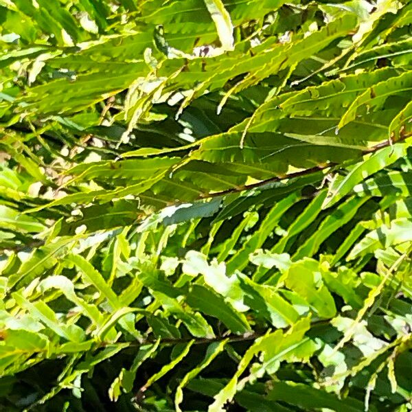 Blechnum capense Leaf