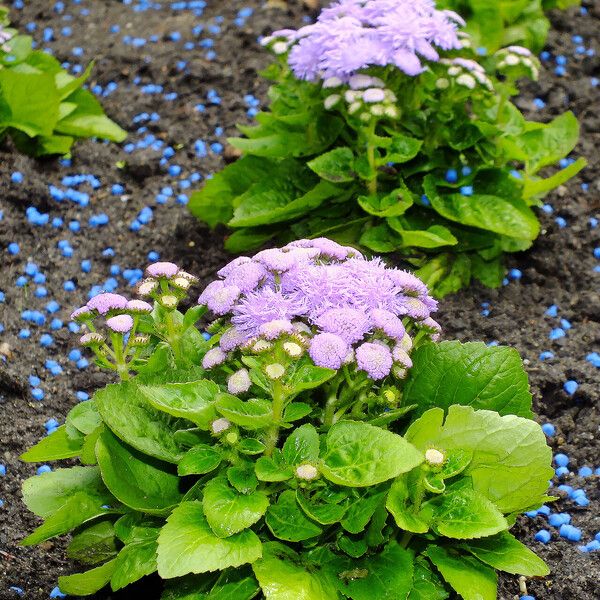 Ageratum houstonianum 整株植物