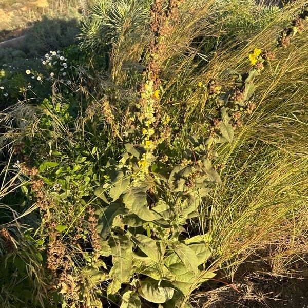 Verbascum thapsus Vekstform