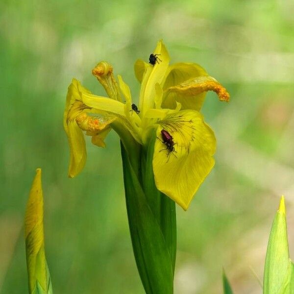 Iris pseudacorus Flor