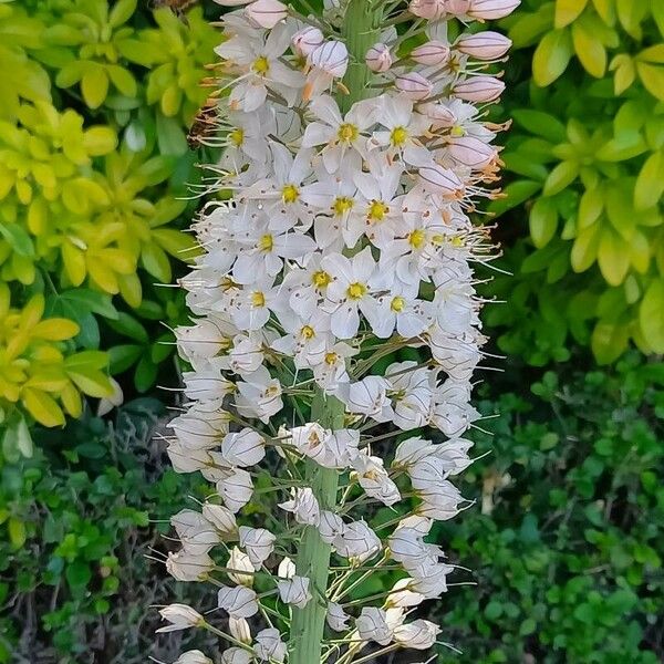 Eremurus robustus फूल