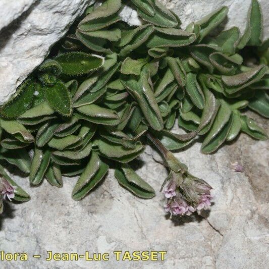Valeriana supina Alkat (teljes növény)