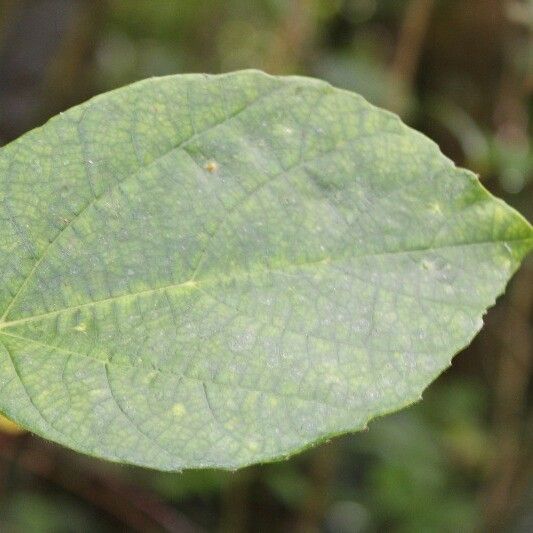 Ficus mauritiana Foglia