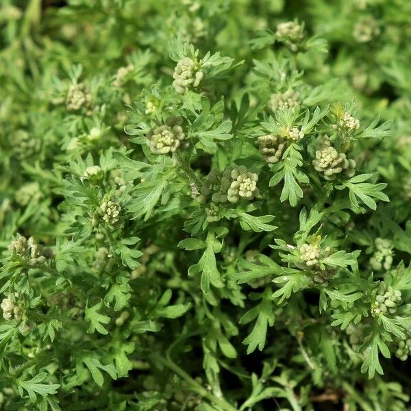 Lepidium didymum Цветок