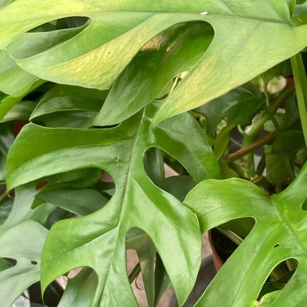 Monstera minima Liść