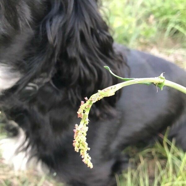 Rumex acetosa 花