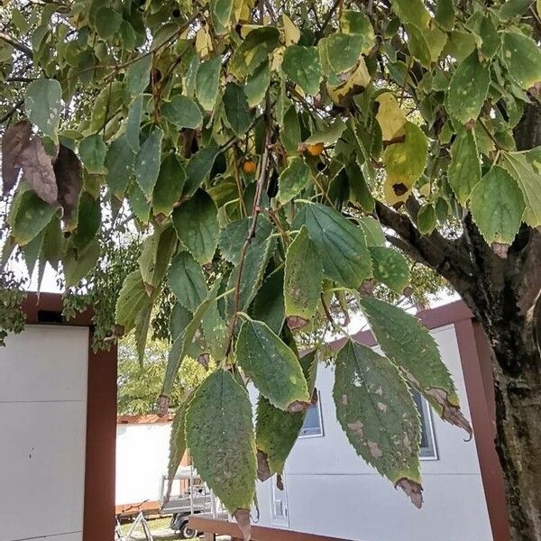 Celtis australis 叶