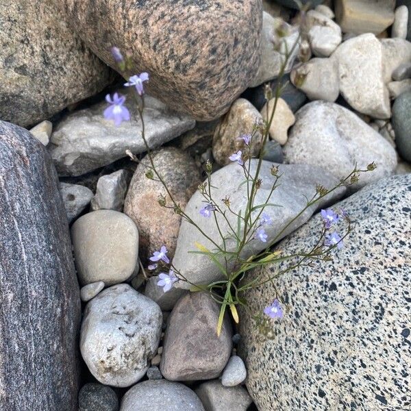 Lobelia kalmii Flor