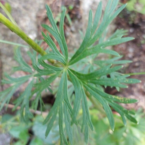 Aconitum napellus Fulla