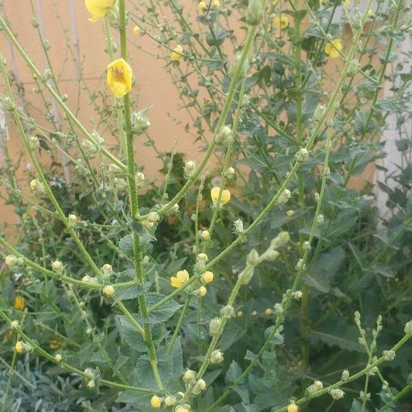 Verbascum sinuatum Blomst