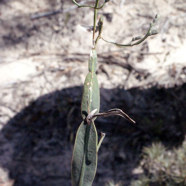 Dampiera lindleyi