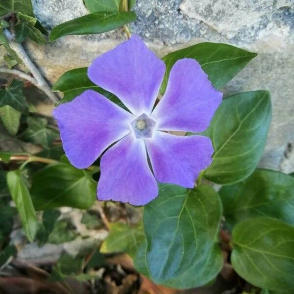 Vinca major Λουλούδι