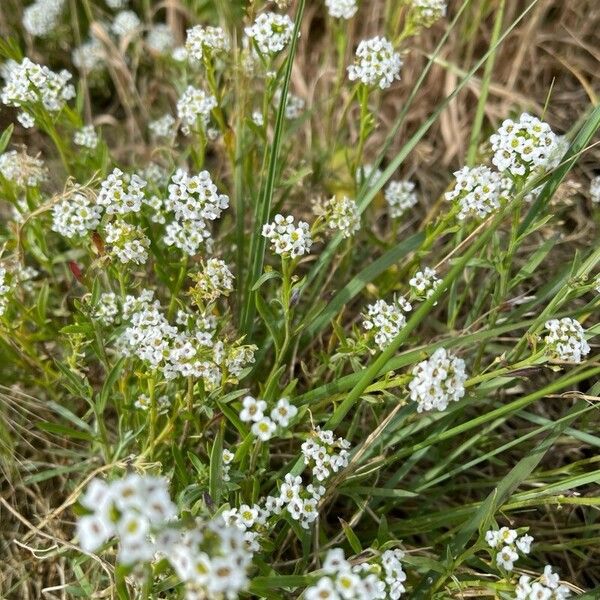 Lobularia maritima Kwiat