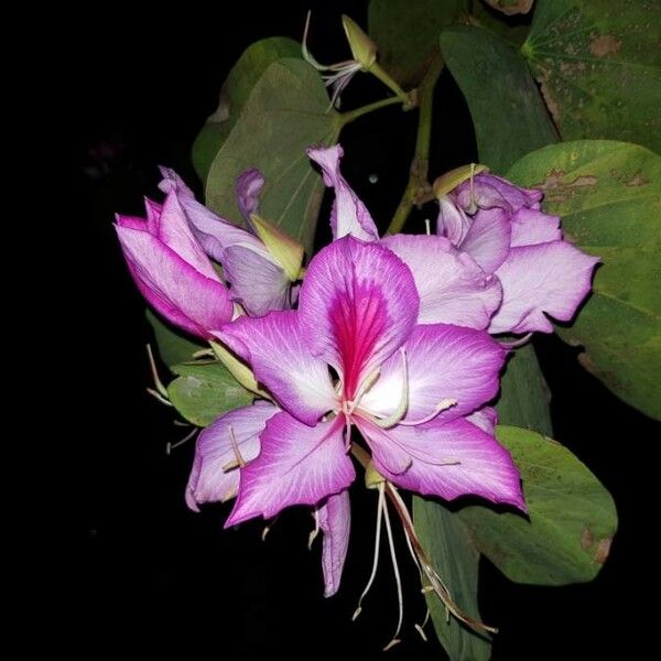 Bauhinia variegata Blodyn