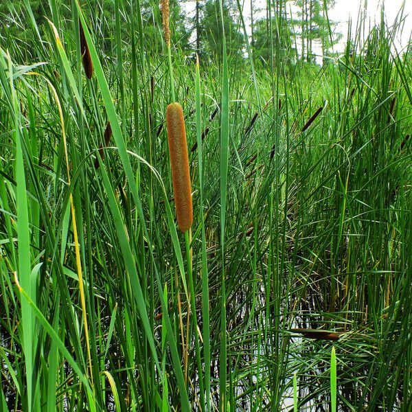 Typha angustifolia Owoc