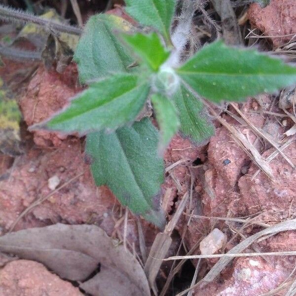 Tridax procumbens Лист