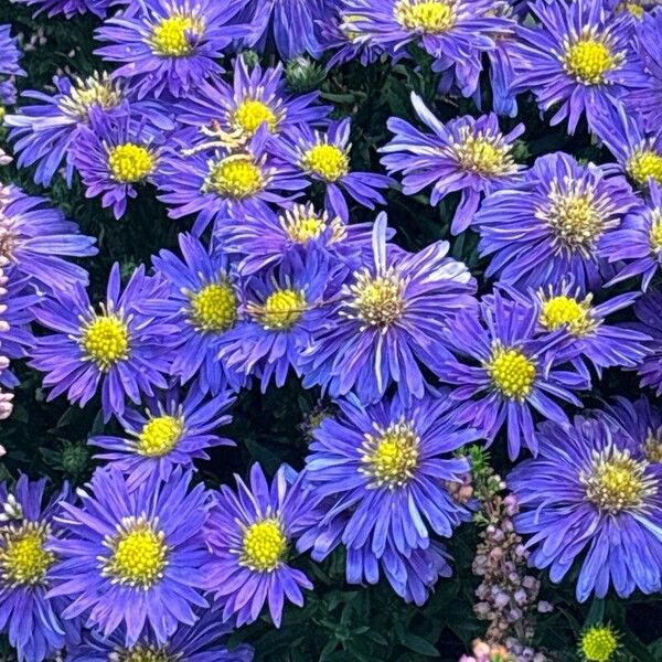 Symphyotrichum dumosum Flower