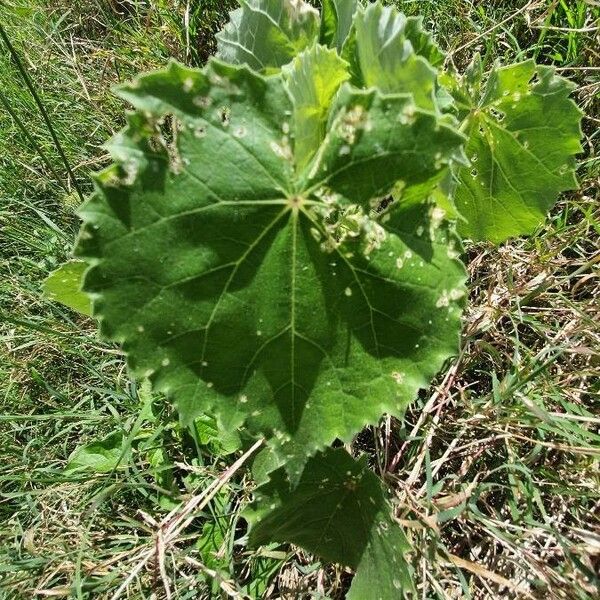 Abutilon grandiflorum Blad