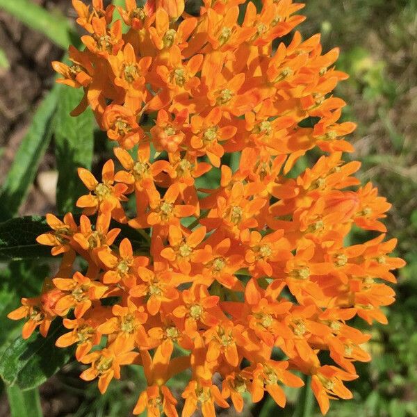 Asclepias tuberosa Lorea