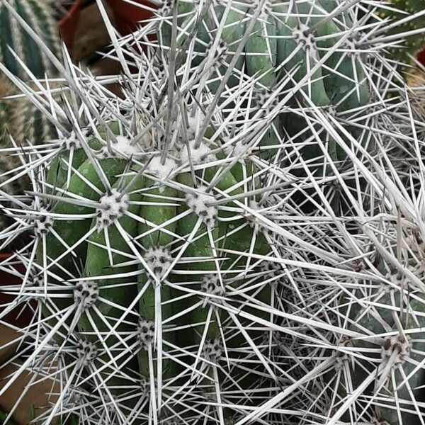 Pachycereus pringlei Ліст