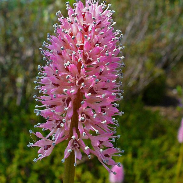 Helonias bullata ফুল