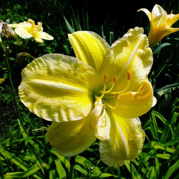 Hemerocallis lilioasphodelus Flower