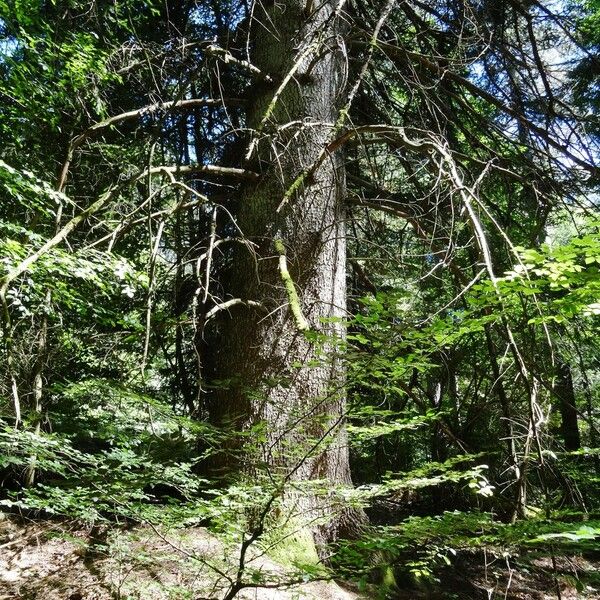 Abies cephalonica Bark